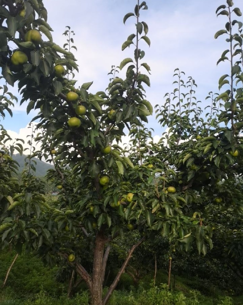 出售自家果园2万斤苹果梨。皮薄色泽好。苹果梨，大量出售。