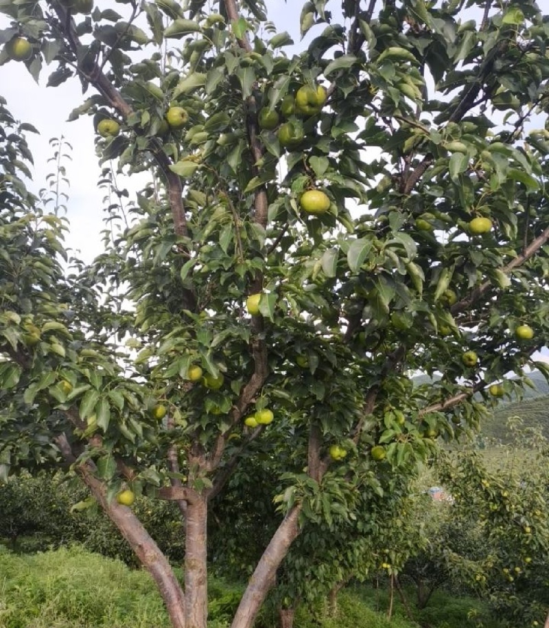 出售自家果园2万斤苹果梨。皮薄色泽好。苹果梨，大量出售。
