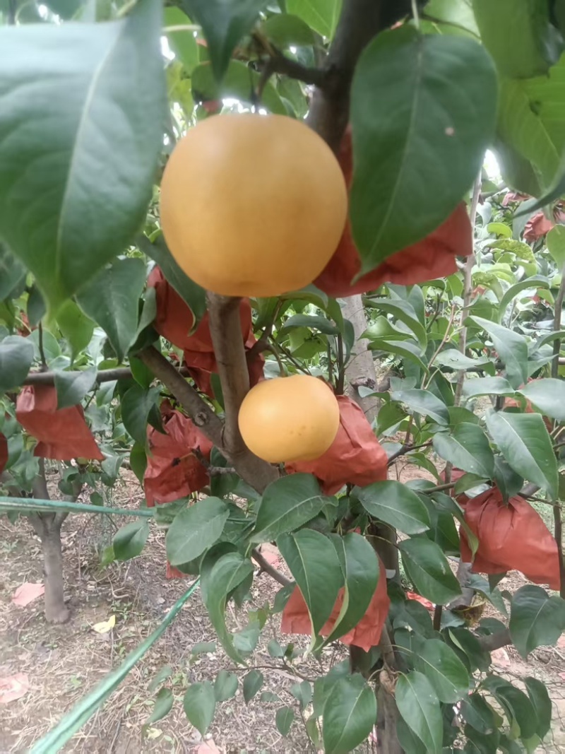 秋月梨，口感酥脆无渣，糖度高。果皮干净（套袋）个头匀称