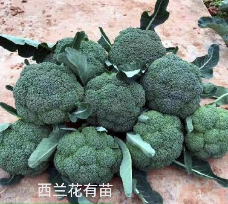 甘蓝苗松软黄芯口感好产量高抗病强苗厂直发品质保证