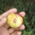 重庆奉节红脆李