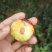 重庆奉节红脆李