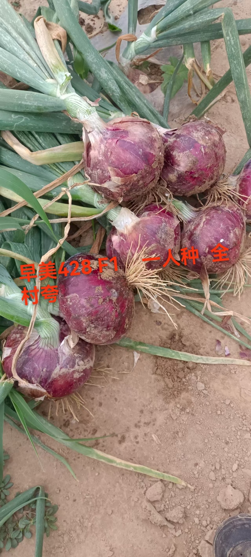 早美428极早熟紫红靓丽扁厚型长势旺整齐高产