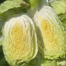 黑龙江大白菜