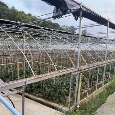 代卖各种蔬菜