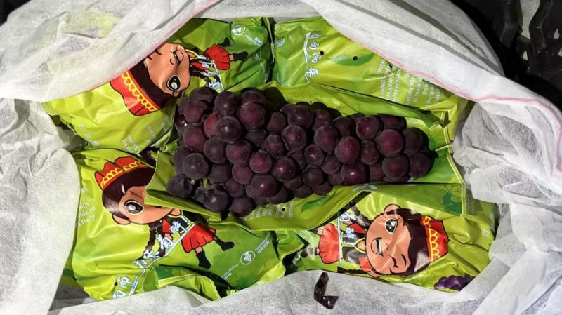 沪太葡萄