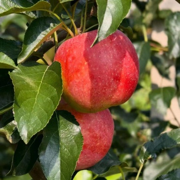 鲁丽苹果