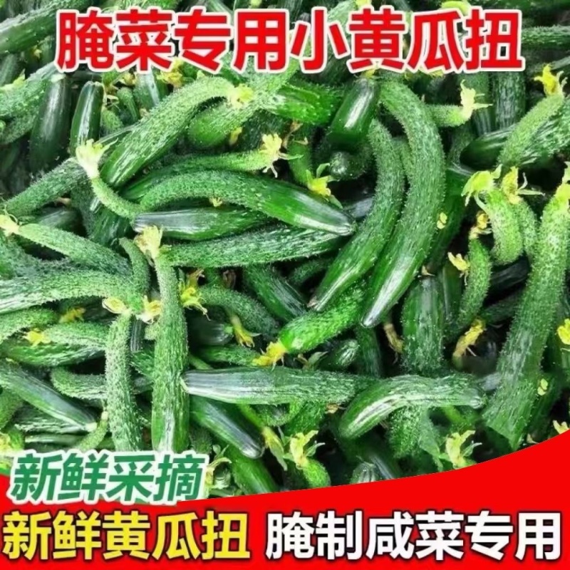现摘现发黄瓜扭对接酱菜厂食品厂电商赶集社区团购诚信