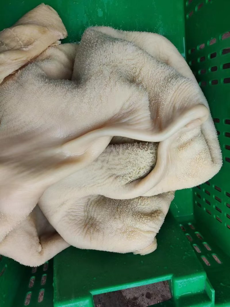 黄牛肚