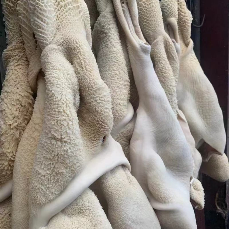 黄牛肚