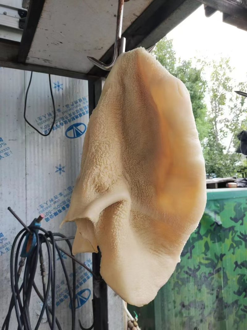 黄牛肚