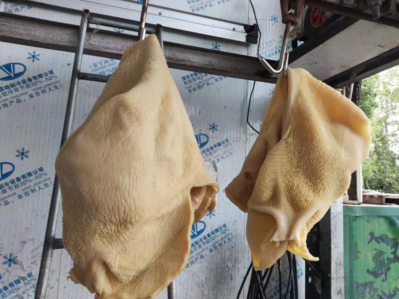 黄牛肚