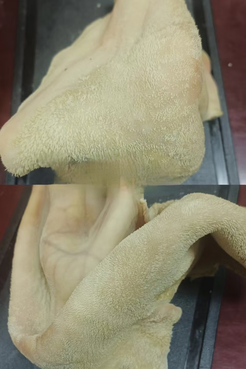 黄牛肚