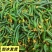 现摘现发黄瓜扭对接酱菜厂食品厂电商赶集社区团购诚信