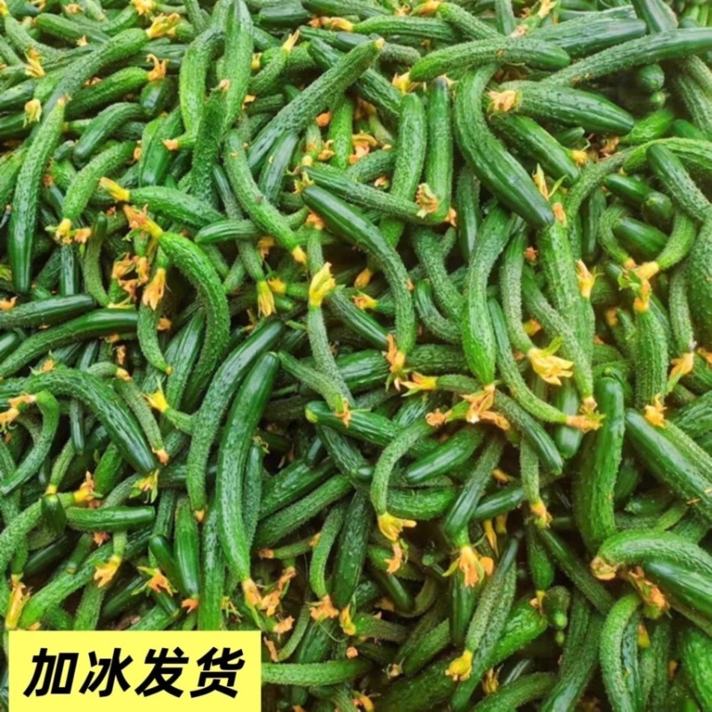现摘现发黄瓜扭对接酱菜厂食品厂电商赶集社区团购诚信