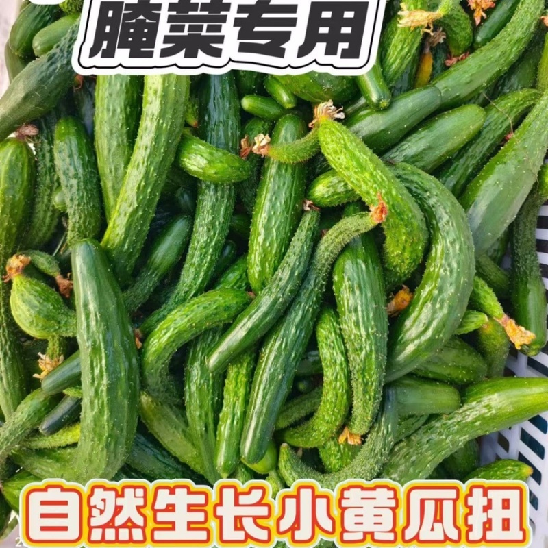 现摘现发黄瓜扭对接酱菜厂食品厂电商赶集社区团购诚信
