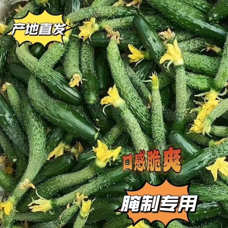 现摘现发黄瓜扭对接酱菜厂食品厂电商赶集社区团购诚信
