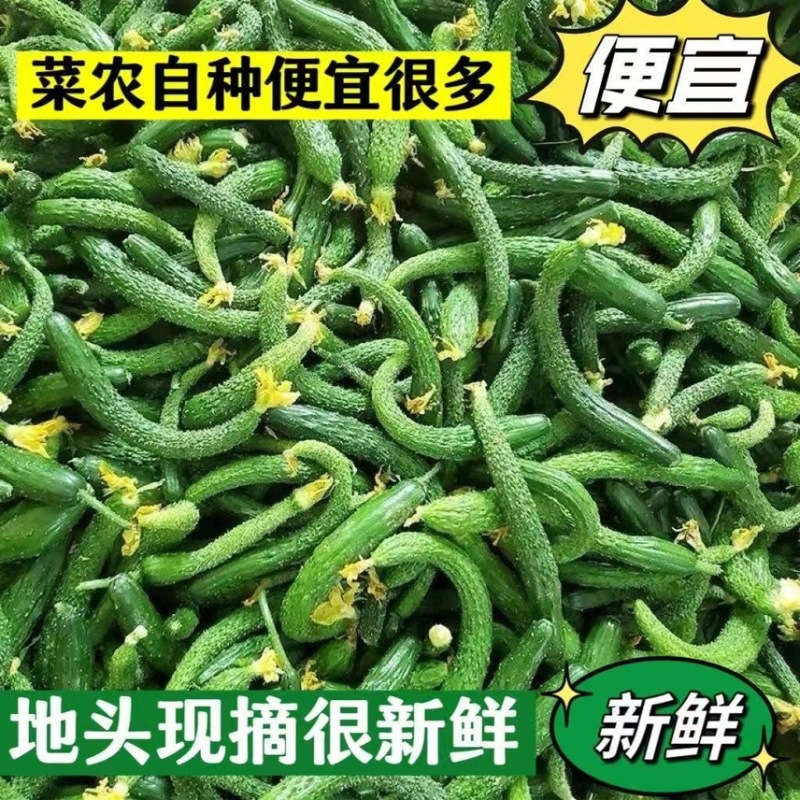 现摘现发黄瓜扭对接酱菜厂食品厂电商赶集社区团购诚信