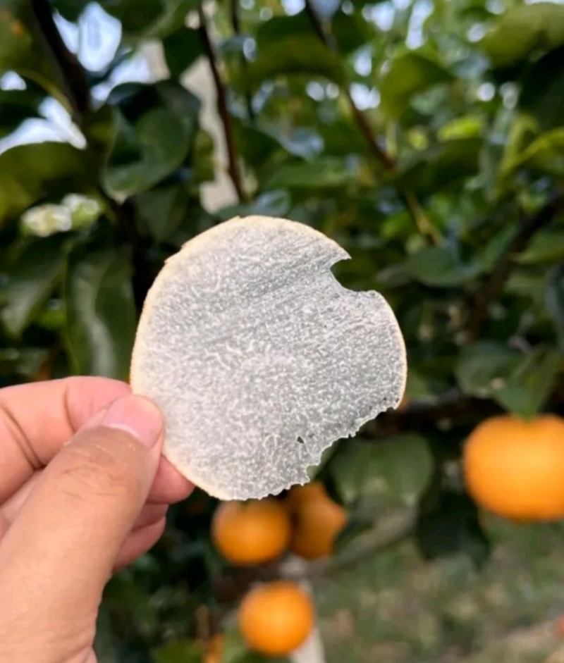 山东正宗秋月梨肉质细腻，脆甜多汁货源充足