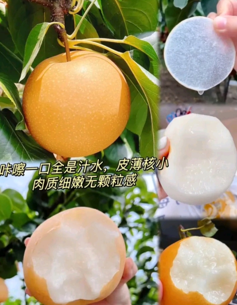 山东正宗秋月梨肉质细腻，脆甜多汁货源充足