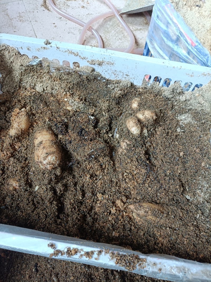室内无土栽培天麻