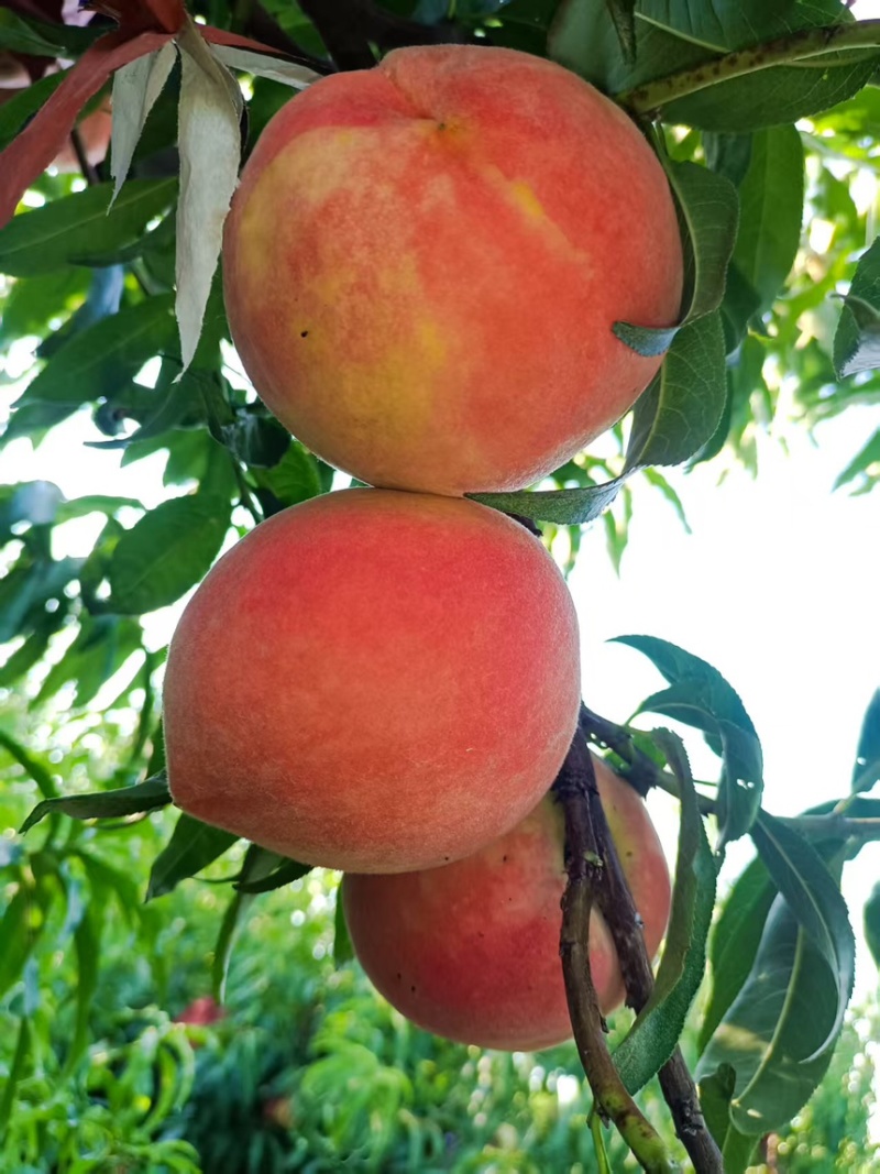 山东菏泽郓城秋彤桃