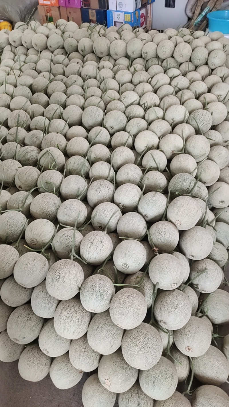 精品晓蜜25号哈密瓜，头茬瓜，整车出货，小密25号哈密瓜