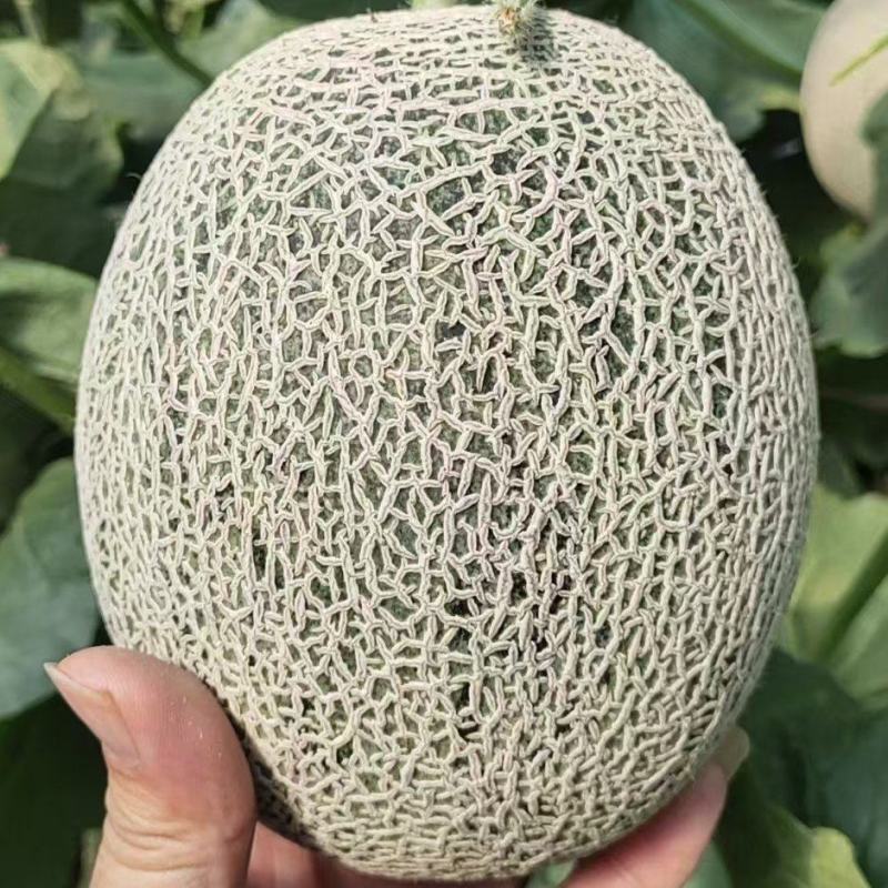 精品晓蜜25号哈密瓜，头茬瓜，整车出货，小密25号哈密瓜