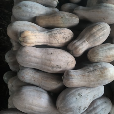 密本南瓜，6-15，品质把控，可以视频看货，精细掌控品质