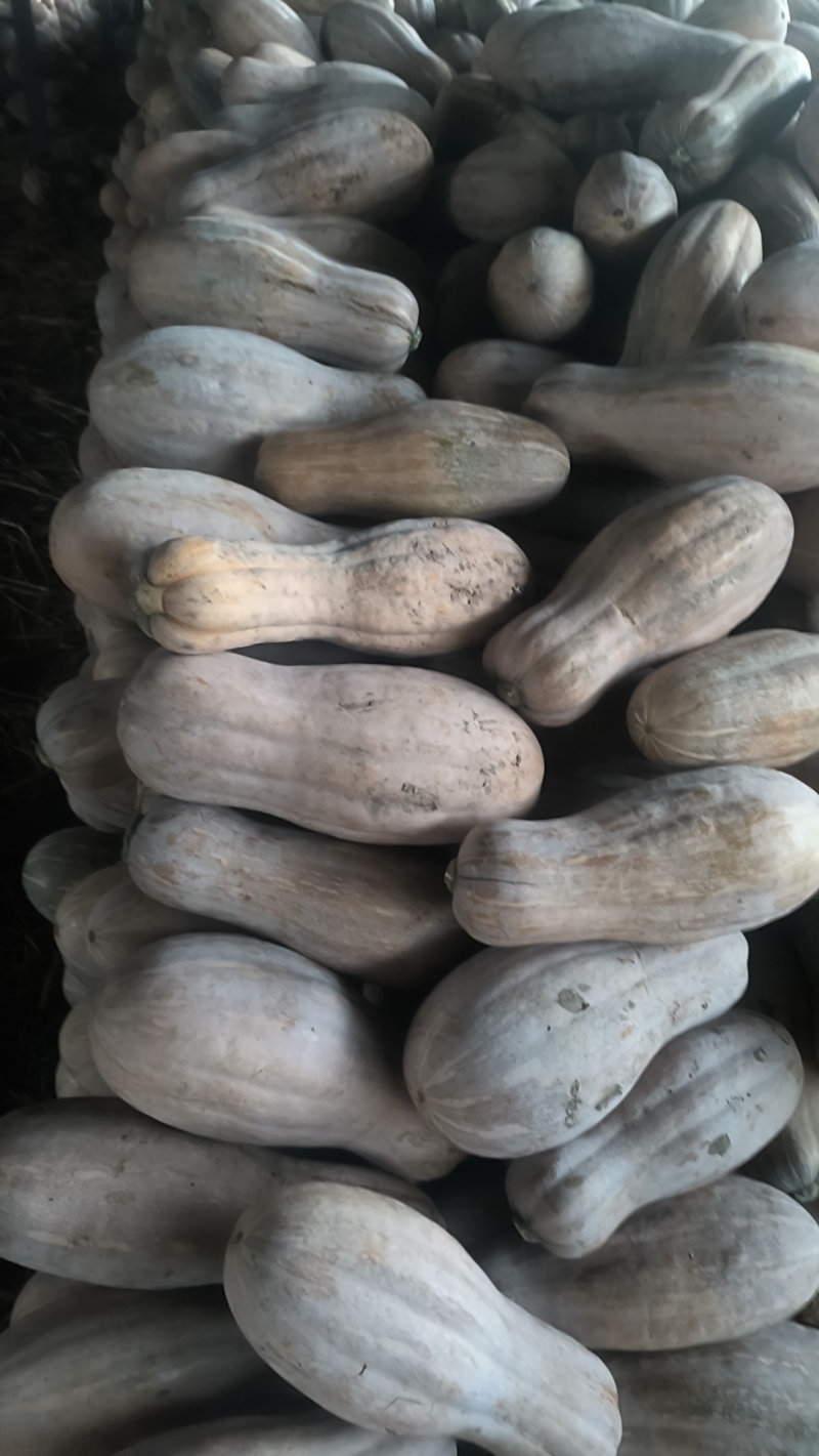 密本南瓜，6-15，品质把控，可以视频看货，精细掌控品质