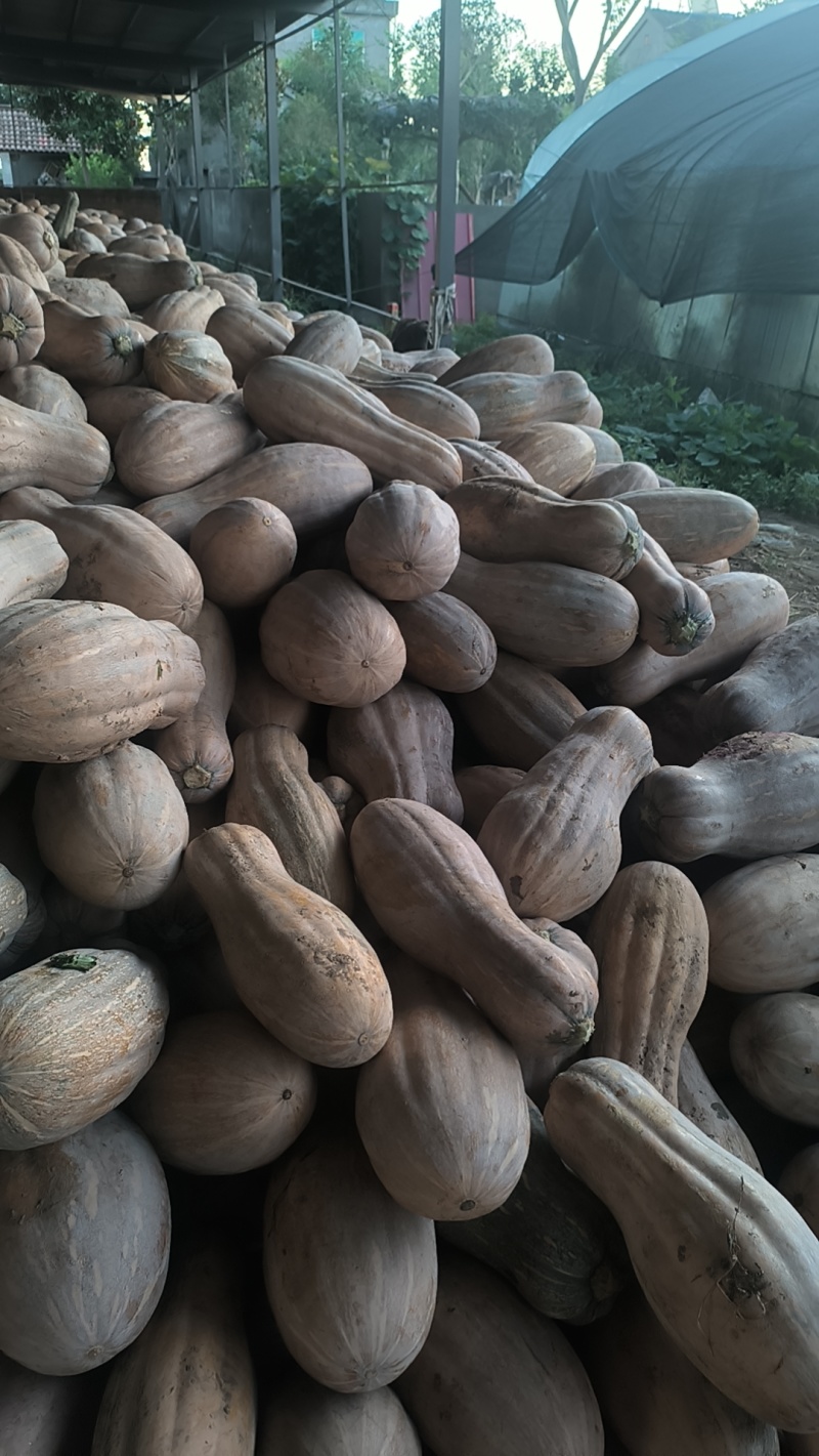 密本南瓜，6-15，品质把控，可以视频看货，精细掌控品质