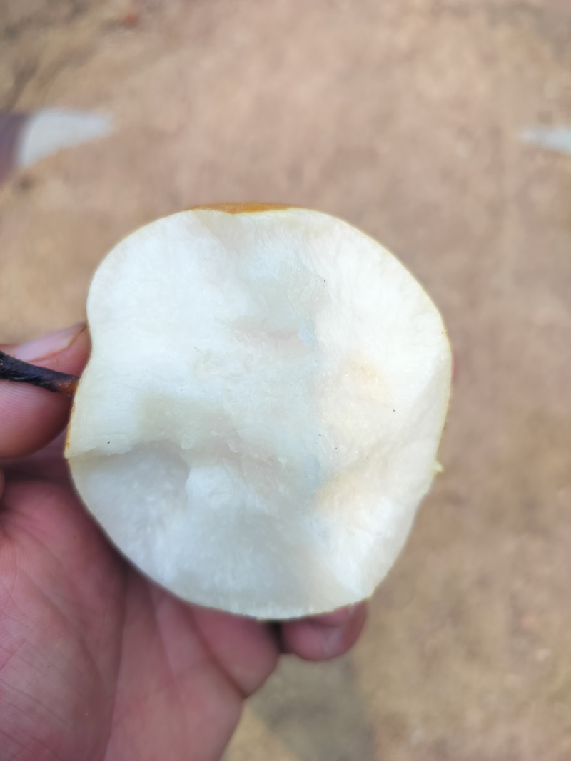 江苏连云港赣榆区石桥秋月梨大量上市量大从优可直接电谈