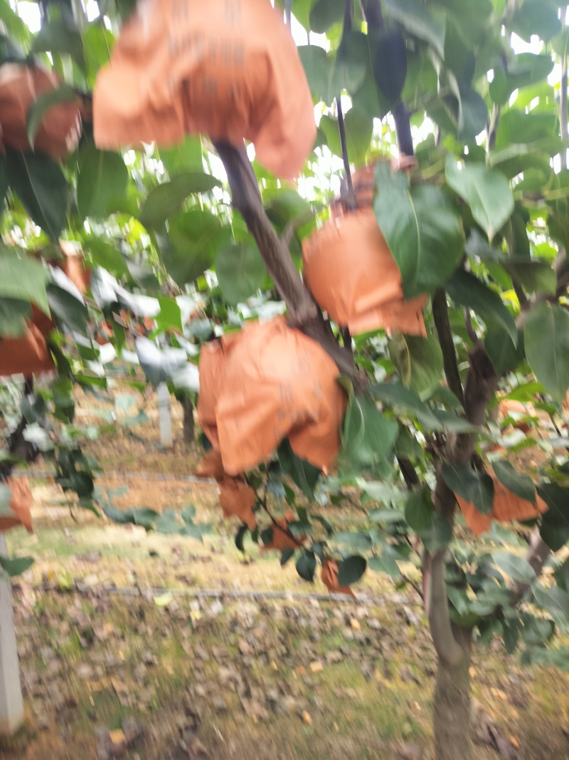 江苏连云港赣榆区石桥秋月梨大量上市量大从优可直接电谈