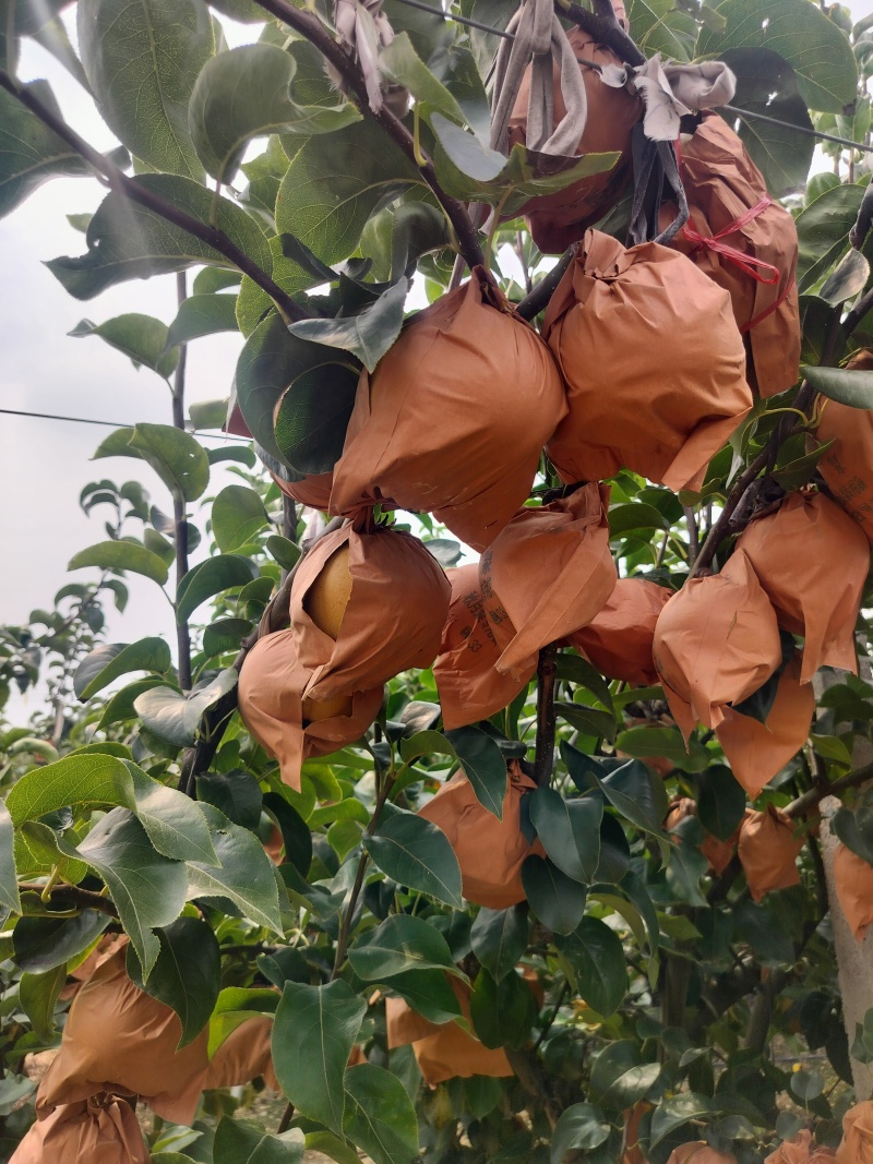 江苏连云港赣榆区石桥秋月梨大量上市量大从优可直接电谈