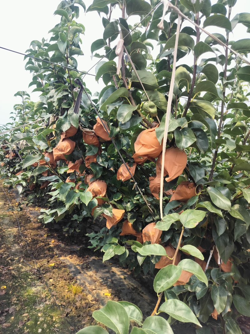 江苏连云港赣榆区石桥秋月梨大量上市量大从优可直接电谈