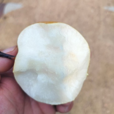 江苏连云港赣榆区石桥秋月梨大量上市量大从优可直接电谈