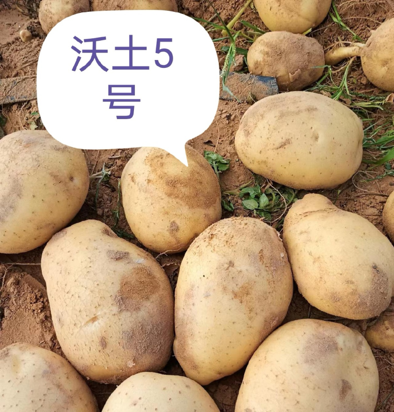 《精选》沃土五号&沃土5/内蒙古土豆/黄皮黄心/全国发货