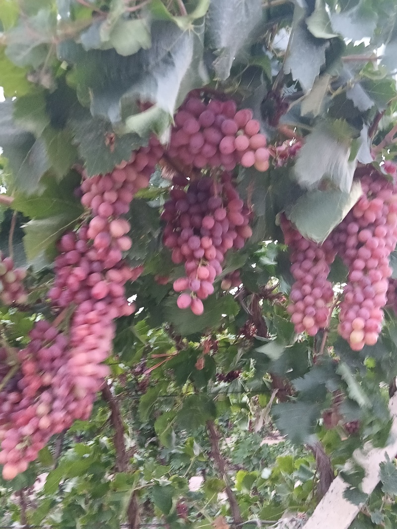 克伦生葡萄，无籽口感好，现货发货，服务到位。