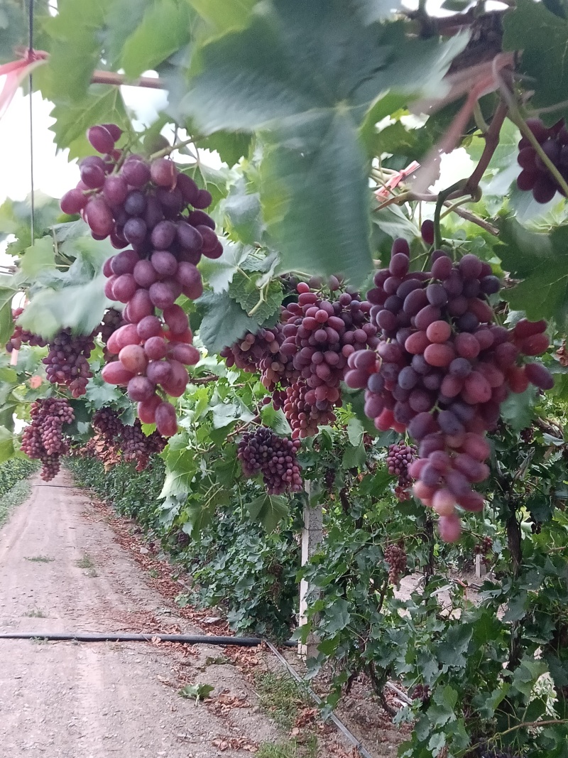 克伦生葡萄，无籽口感好，现货发货，服务到位。