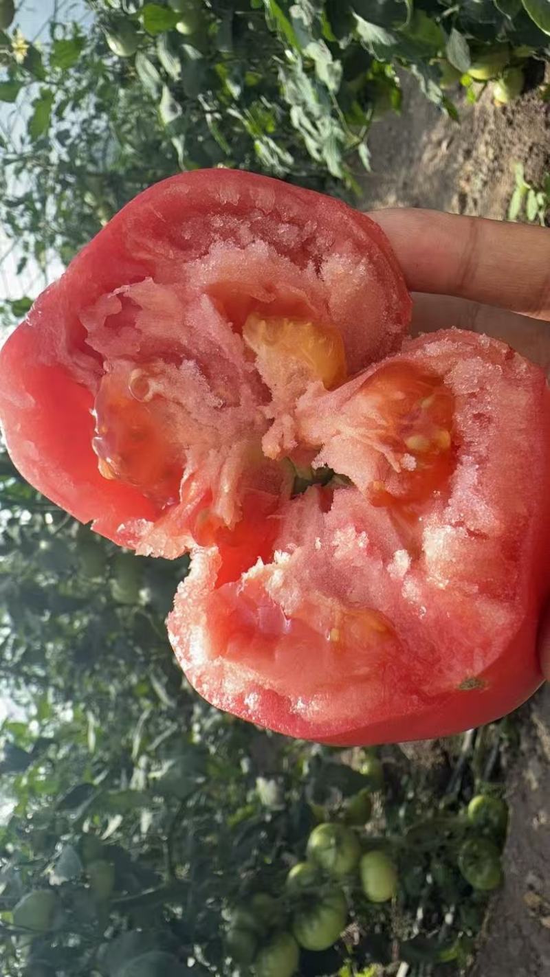 阿坝州高原口感老味道西红柿！自有基地直发，没有中间商！