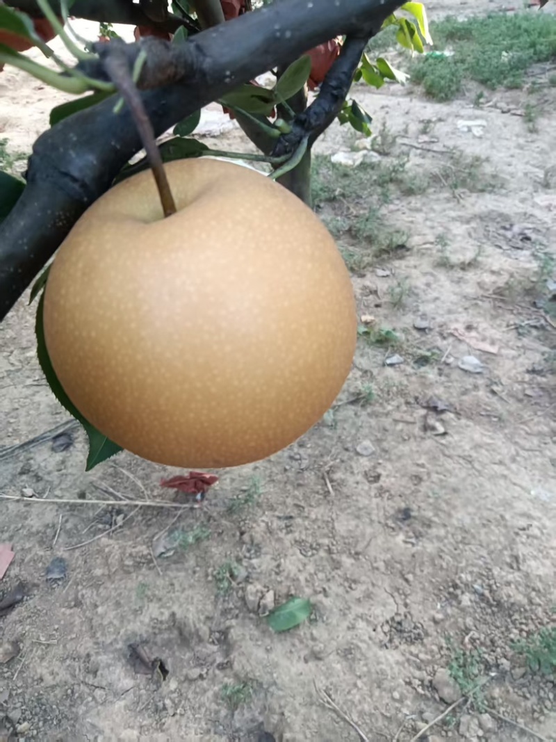 秋月梨，半斤以上，2000斤起批。糖度高果面干净