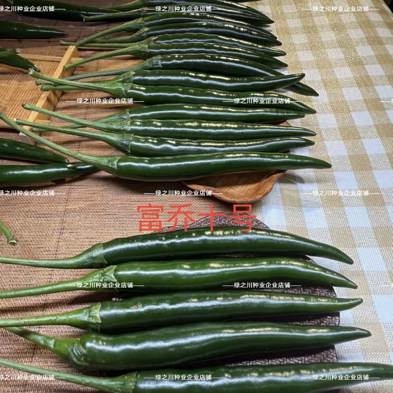 新品墨绿色朝天椒富乔10号朝天椒种子大号中熟青红两用辣椒