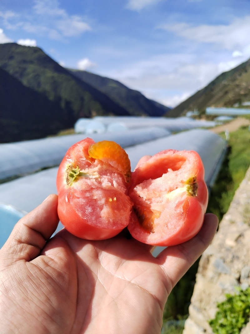 阿坝州高原口感老味道西红柿！自有基地直发，没有中间商！
