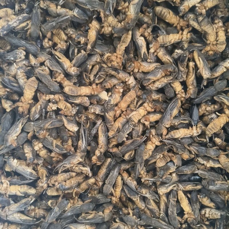 蝼蛄，蝲蝲蛄，土狗，地狗