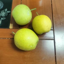 青皮皇冠梨