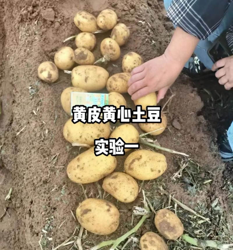 《精选》实验1号土豆/内蒙古土豆/黄心黄皮/大吨位供应