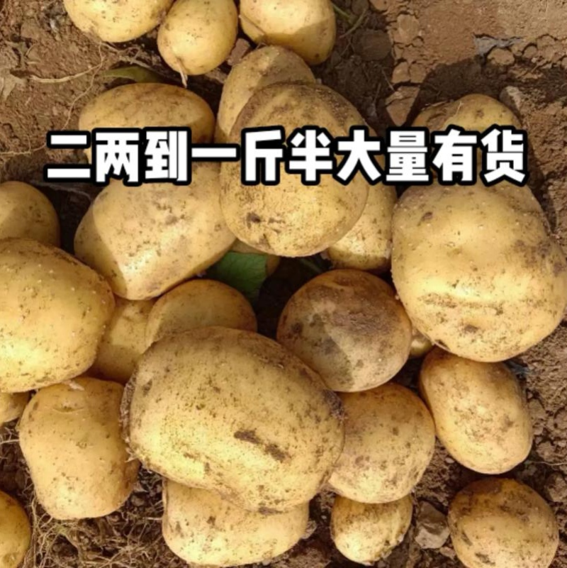 《精选》实验1号土豆/内蒙古土豆/黄心黄皮/大吨位供应