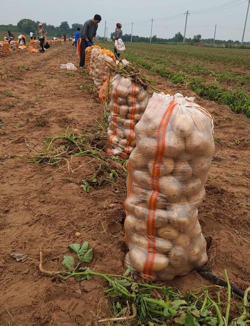 《精选》实验1号土豆/内蒙古土豆/黄心黄皮/大吨位供应