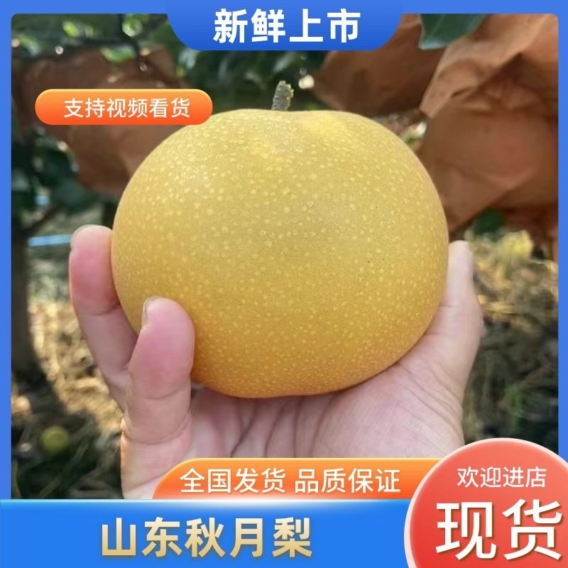 山东梨/正宗秋月梨，一手货产地直发/欢迎来电话咨询