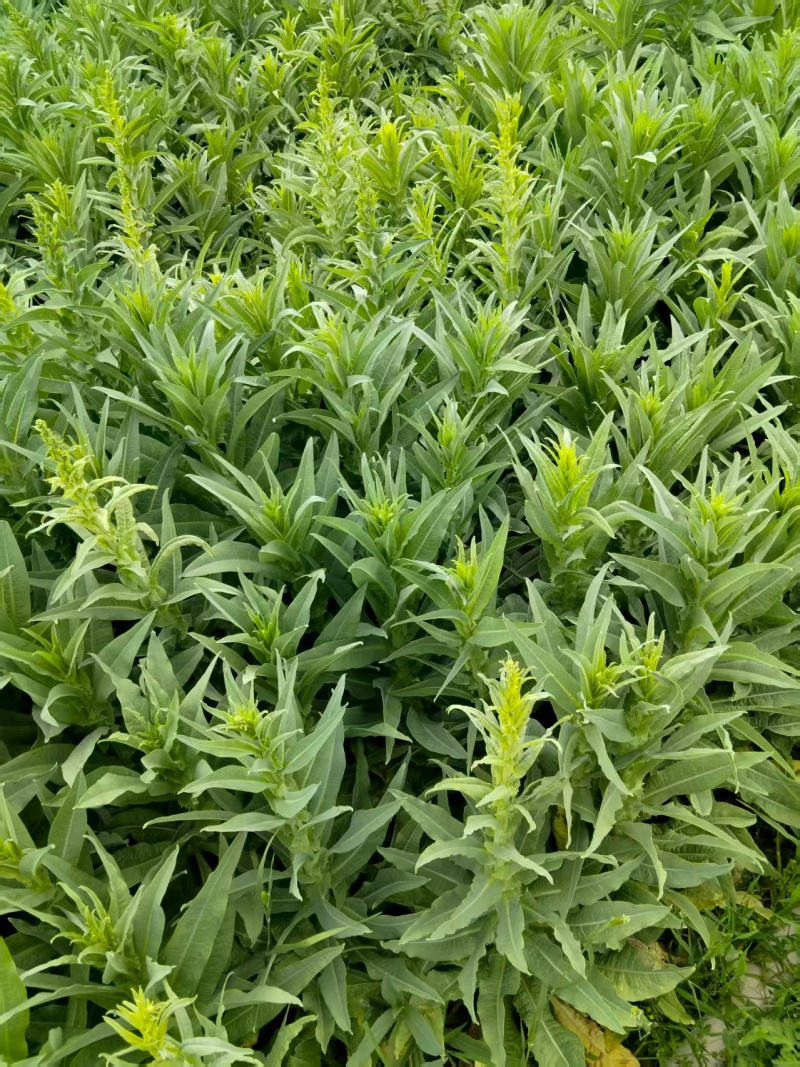 贡菜干云南优质贡菜干厂家直发量大价优质量保证